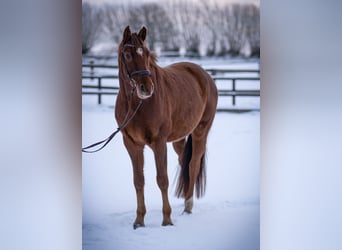 Holstein, Gelding, 5 years, 16,1 hh, Chestnut-Red