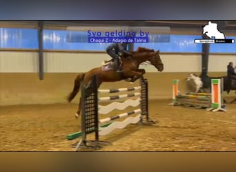 Holstein, Gelding, 5 years, 16,1 hh, Chestnut