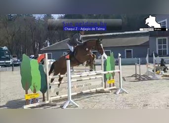 Holstein, Gelding, 5 years, 16,1 hh, Chestnut