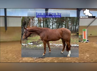 Holstein, Gelding, 5 years, 16,1 hh, Chestnut