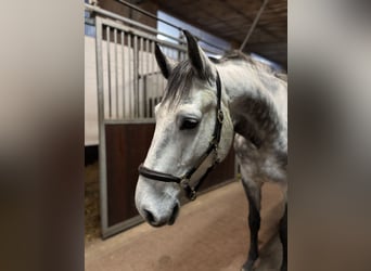Holstein, Gelding, 5 years, 16,1 hh, Grey