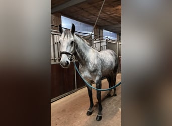Holstein, Gelding, 5 years, 16,1 hh, Grey