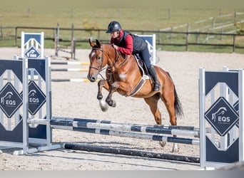 Holstein, Gelding, 5 years, 16,2 hh, Bay