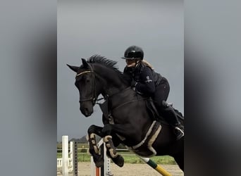 Holstein, Gelding, 5 years, 16,2 hh, Black