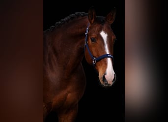 Holstein, Gelding, 5 years, 16,2 hh, Brown