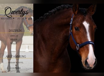 Holstein, Gelding, 5 years, 16,2 hh, Brown