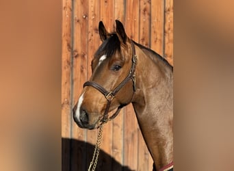Holstein, Gelding, 5 years, 16,2 hh, Brown-Light