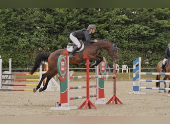 Holstein, Gelding, 5 years, 16,2 hh, Brown