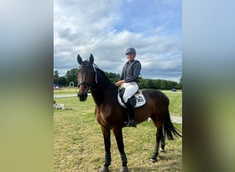 Holstein, Gelding, 5 years, 16,2 hh, Brown