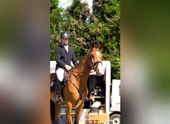 Holstein, Gelding, 5 years, 16,2 hh, Brown