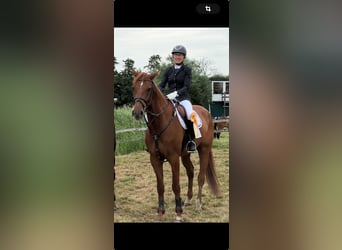 Holstein, Gelding, 5 years, 16,2 hh, Chestnut-Red
