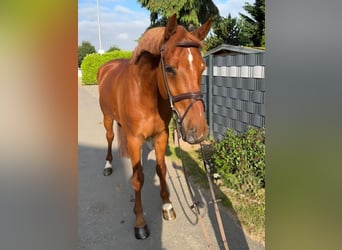 Holstein, Gelding, 5 years, 16,2 hh, Chestnut-Red