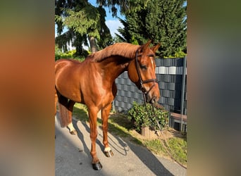 Holstein, Gelding, 5 years, 16,2 hh, Chestnut-Red
