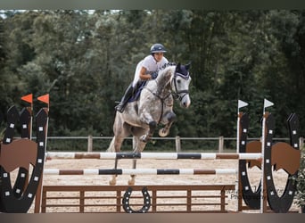 Holstein, Gelding, 5 years, 16,2 hh, Gray-Dapple