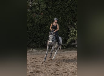 Holstein, Gelding, 5 years, 16,2 hh, Grey-Fleabitten
