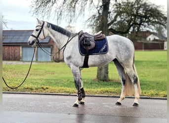 Holstein, Gelding, 5 years, 16,2 hh, Grey