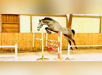 Holstein, Gelding, 5 years, 16,2 hh, Grey