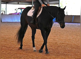 Holstein, Gelding, 5 years, 16,3 hh, Black