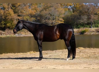 Holstein, Gelding, 5 years, 16,3 hh, Black