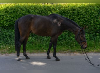 Holstein, Gelding, 5 years, 16,3 hh, Brown