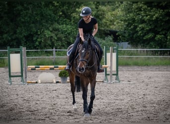 Holstein, Gelding, 5 years, 16,3 hh, Brown