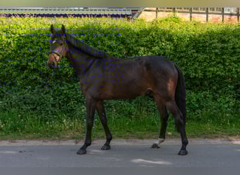 Holstein, Gelding, 5 years, 16,3 hh, Brown