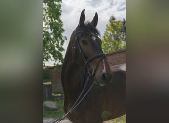 Holstein, Gelding, 5 years, 16,3 hh, Brown