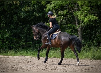 Holstein, Gelding, 5 years, 16,3 hh, Brown