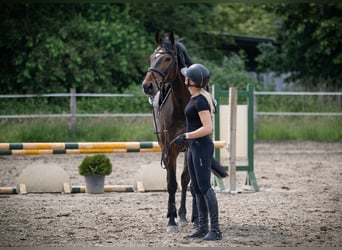 Holstein, Gelding, 5 years, 16,3 hh, Brown