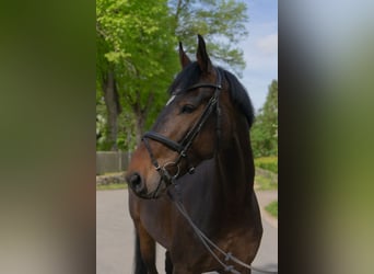 Holstein, Gelding, 5 years, 16,3 hh, Brown