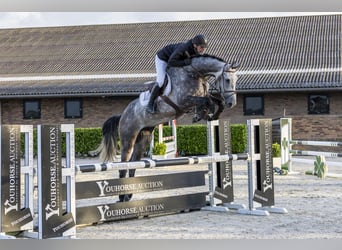 Holstein, Gelding, 5 years, 16,3 hh, Grey