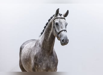 Holstein, Gelding, 5 years, 16,3 hh, Grey