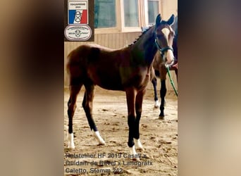 Holsteiner, Wallach, 5 Jahre, 17,1 hh, Brauner