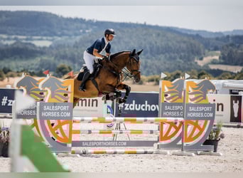 Holstein, Gelding, 5 years, 17.2 hh, Bay