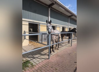 Holsteiner, Wallach, 5 Jahre, 17,2 hh, Schimmel