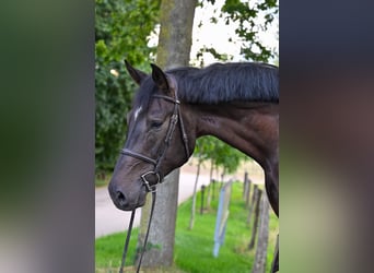 Holstein, Gelding, 5 years, 17 hh, Black