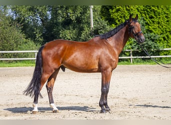 Holstein, Gelding, 5 years, 17 hh, Brown