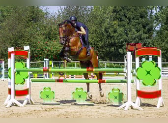 Holstein, Gelding, 5 years, 17 hh, Brown