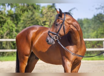 Holstein, Gelding, 5 years, 17 hh, Brown