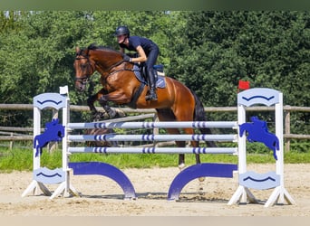 Holstein, Gelding, 5 years, 17 hh, Brown