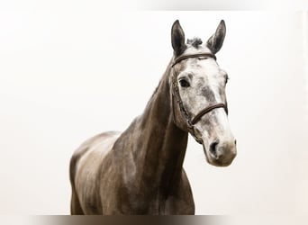 Holstein, Gelding, 5 years, 17 hh, Can be white