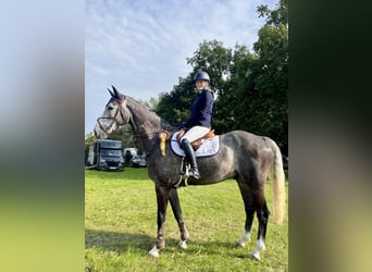 Holstein, Gelding, 5 years, 17 hh, Grey-Blue-Tan