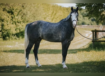 Holstein, Gelding, 5 years, 17 hh, Grey-Blue-Tan