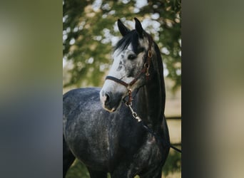 Holstein, Gelding, 5 years, 17 hh, Grey-Blue-Tan