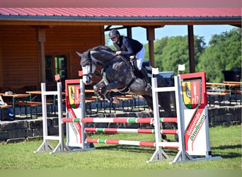 Holstein, Gelding, 5 years, 17 hh, Grey