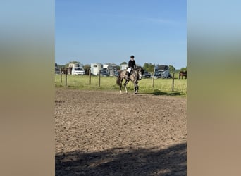 Holstein, Gelding, 5 years, 17,2 hh, Grey-Dapple