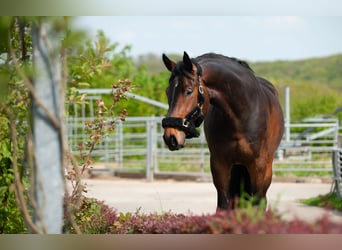 Holstein, Gelding, 5 years, 18,1 hh, Bay-Dark