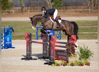 Holstein, Gelding, 5 years, Brown