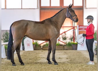 Holstein, Gelding, 5 years, Brown