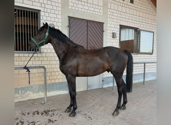 Holstein, Gelding, 6 years, 16.1 hh, Bay-Dark Holstein, Gelding, 6 years, 16.1 hh, Bay-Dark